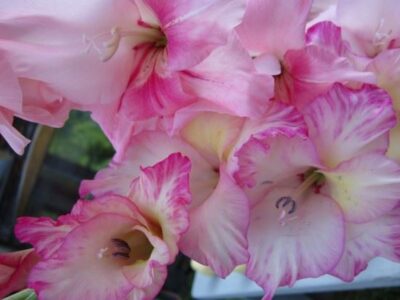 Saving Gladioli Bulbs in Fall for Spring Replanting Image